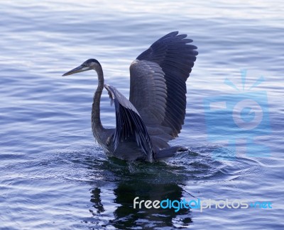 Beautiful Image With A Great Blue Heron In The Lake Stock Photo