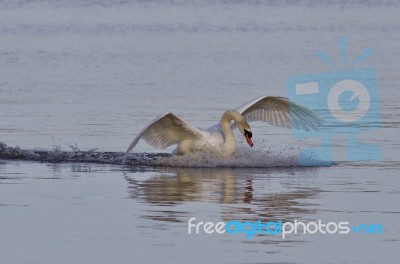 Beautiful Image With A Powerful Swan's Landing Stock Photo