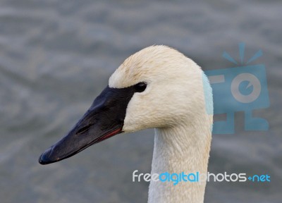 Beautiful Image With A Wild Serious Trumpeter Swan Stock Photo