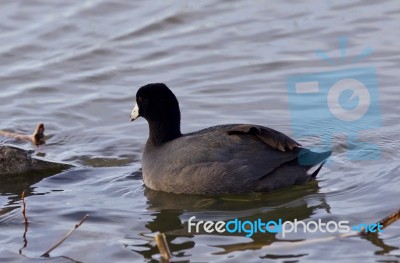 Beautiful Image With Amazing American Coot In The Lake Stock Photo