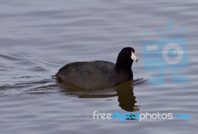 Beautiful Image With Amazing American Coot In The Lake Stock Photo