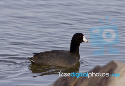 Beautiful Image With Amazing American Coot In The Lake Stock Photo