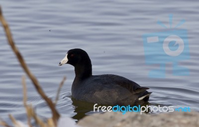 Beautiful Image With Amazing American Coot In The Lake Stock Photo