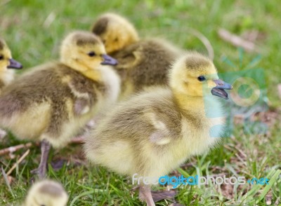 Beautiful Image With Several Cute Funny Chicks Of Canada Geese Stock Photo