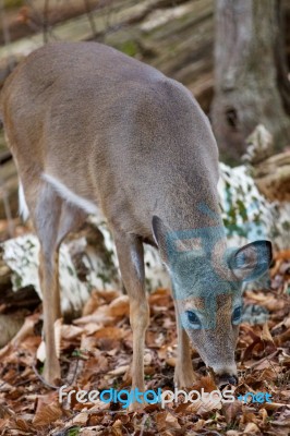 Beautiful Image With The Cute Deer In The Forest Stock Photo