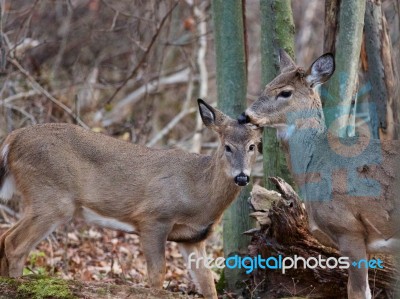 Beautiful Image With The Cute Deers Stock Photo