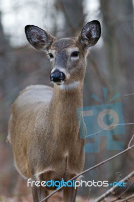 Beautiful Image With The Cute Thoughtful Deer Stock Photo