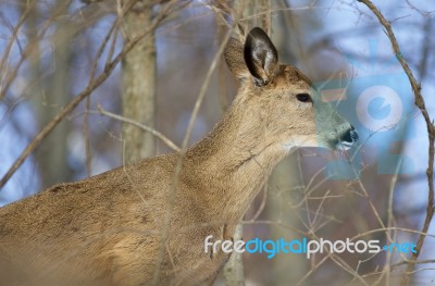 Beautiful Image With The Cute Wild Deer Stock Photo