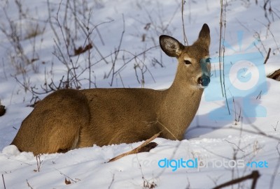 Beautiful Image With The Cute Wild Deer Laying On The Snow Stock Photo