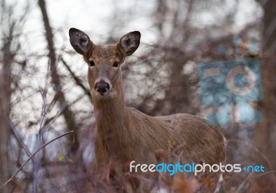 Beautiful Image With The Deer In The Forest Stock Photo