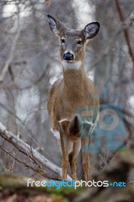 Beautiful Image With The Deer In The Forest Stock Photo