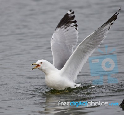 Beautiful Image With The Screaming Gull In The Lake Stock Photo