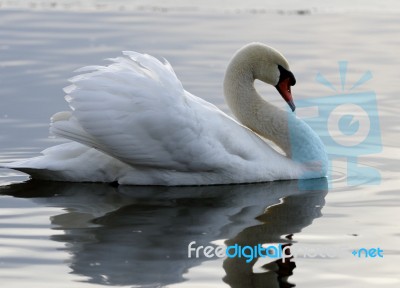 Beautiful Image With The Swan In The Lake On The Sunset Stock Photo