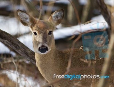 Beautiful Image With The Very Cute Wild Deer In The Forest Stock Photo