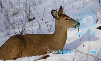 Beautiful Image With The Wild Deer On The Snow Looking Aside And Showing The Tongue Stock Photo