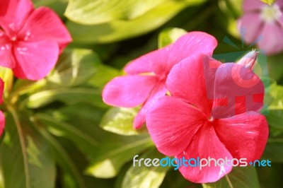 Beautiful Impatiens Flowers In Summer Stock Photo