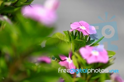 Beautiful Impatiens Flowers In Summer Stock Photo