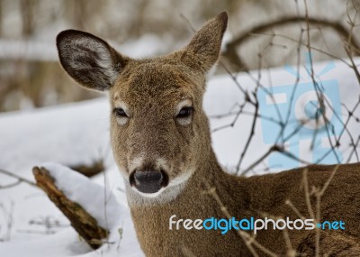 Beautiful Isolated Background With A Funny Sleepy Wild Deer In The Snowy Forest Stock Photo