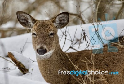 Beautiful Isolated Background With A Sleepy Wild Deer In The Snowy Forest Stock Photo