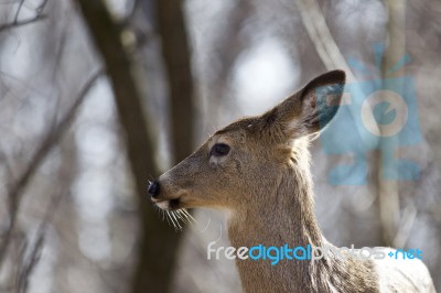 Beautiful Isolated Background With A Wild Deer In The Forest Stock Photo