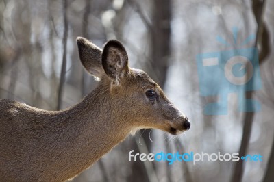 Beautiful Isolated Background With A Wild Deer In The Forest Stock Photo