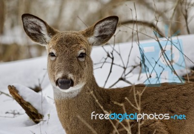 Beautiful Isolated Background With A Wild Deer In The Snowy Forest Stock Photo