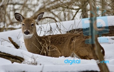 Beautiful Isolated Background With A Wild Deer In The Snowy Forest Stock Photo