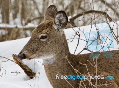 Beautiful Isolated Background With A Wild Deer In The Snowy Forest Stock Photo