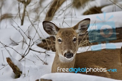 Beautiful Isolated Background With A Wild Deer In The Snowy Forest Stock Photo