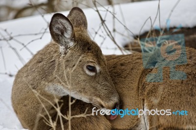 Beautiful Isolated Background With A Wild Deer In The Snowy Forest Stock Photo