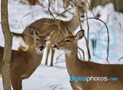 Beautiful Isolated Background With Three Wild Deer In The Snowy Forest Stock Photo