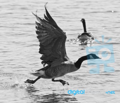 Beautiful Isolated Black And White Photo Of A Canada Goose Taking Off From The Water Stock Photo