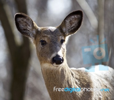 Beautiful Isolated Closeup Of A Funny Wild Deer In The Forest Stock Photo