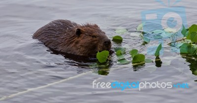 Beautiful Isolated Image Of A Beaver Eating Leaves In The Lake Stock Photo