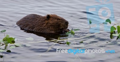 Beautiful Isolated Image Of A Beaver Eating Leaves In The Lake Stock Photo