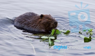 Beautiful Isolated Image Of A Beaver Eating Leaves In The Lake Stock Photo