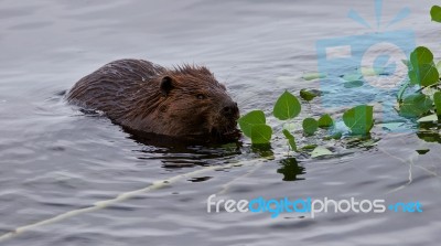 Beautiful Isolated Image Of A Beaver Eating Leaves In The Lake Stock Photo