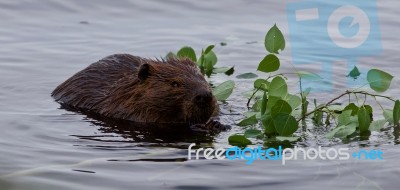 Beautiful Isolated Image Of A Beaver Eating Leaves In The Lake Stock Photo