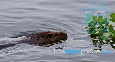 Beautiful Isolated Image Of A Beaver Swimming In The Lake Stock Photo