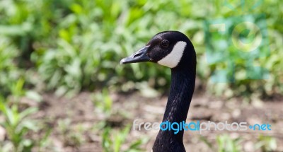 Beautiful Isolated Image Of A Canada Goose Looking Stock Photo