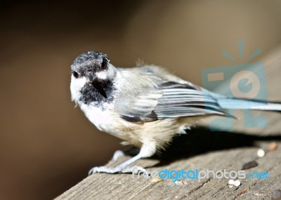 Beautiful Isolated Image Of A Cute Black-capped Chickadee Bird Stock Photo