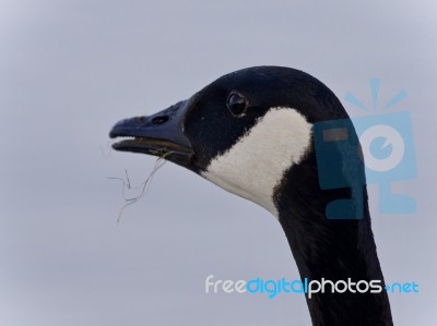 Beautiful Isolated Image Of A Cute Canada Goose Stock Photo