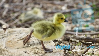 Beautiful Isolated Image Of A Cute Funny Chick Of Canada Geese On A Stump Stock Photo