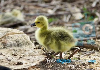 Beautiful Isolated Image Of A Cute Funny Chick Of Canada Geese On A Stump Stock Photo