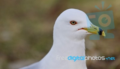 Beautiful Isolated Image Of A Cute Gull Stock Photo