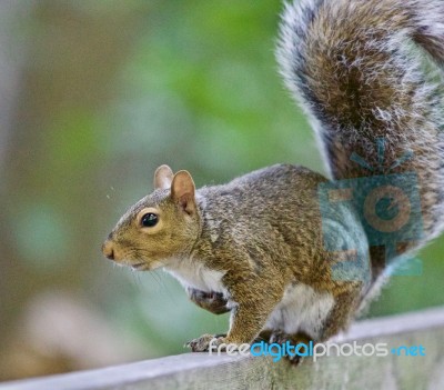 Beautiful Isolated Image Of A Cute Squirrel On The Hedge Stock Photo