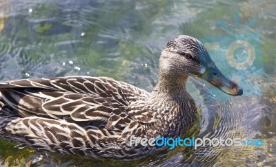 Beautiful Isolated Image Of A Funny Duck Stock Photo