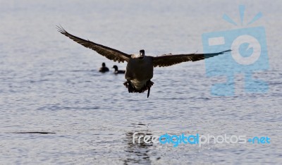 Beautiful Isolated Image Of A Landing Canada Goose Stock Photo