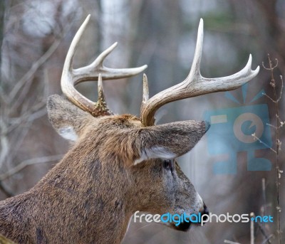 Beautiful Isolated Image Of A Male Deer Stock Photo