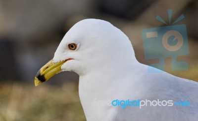 Beautiful Isolated Image Of A Thoughtful Gull Stock Photo